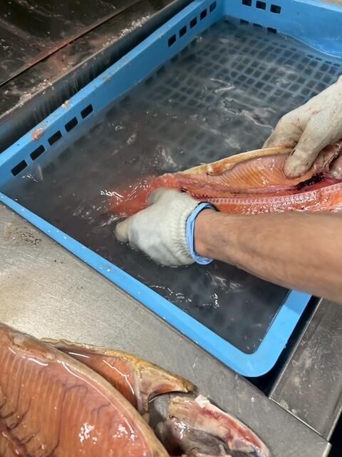 細部まで丁寧に血合い取り&洗浄